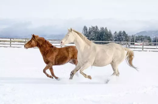 Betting on the Horse Races