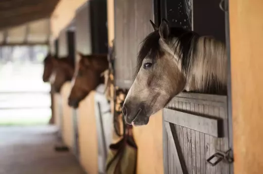 The All-American Breeders Cup